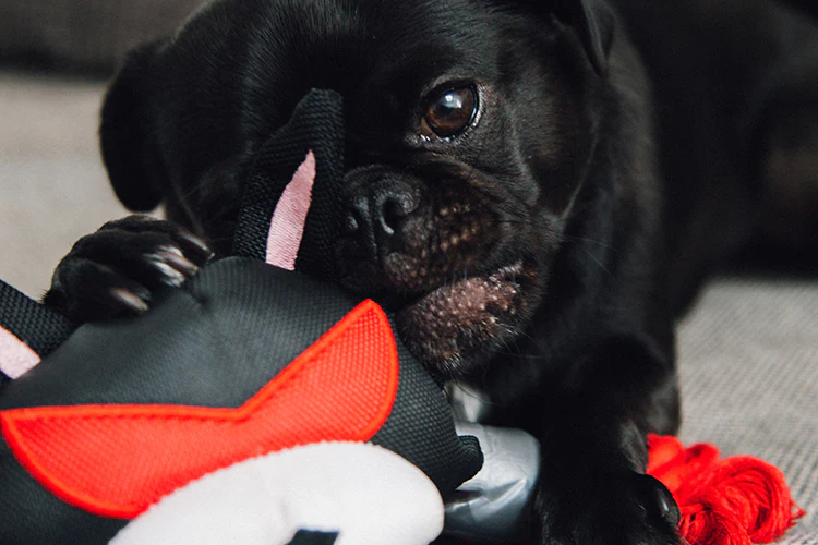 Building a Puppy Starter Kit: 6 Essential Items You Need for Your New Pup