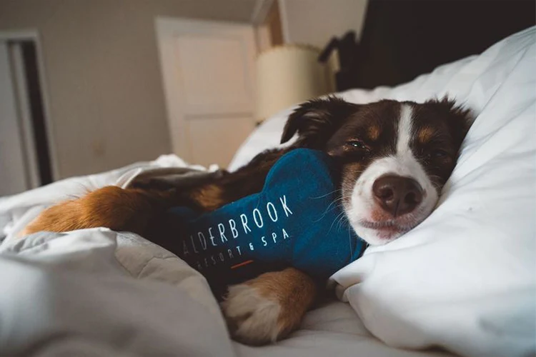 Pandemic Puppies Benefit From Boom In Pet Products And Gadgets