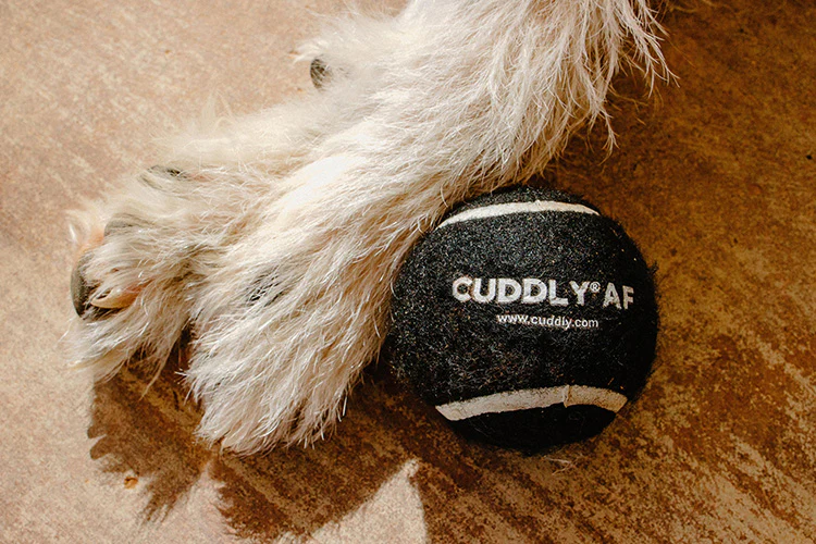 5 New Tennis Ball Games to Try With Your Dog