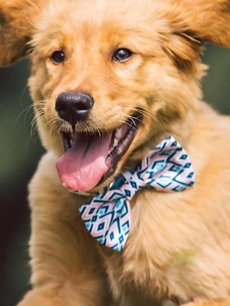 Dapper Dogware: Branded Dog Ties