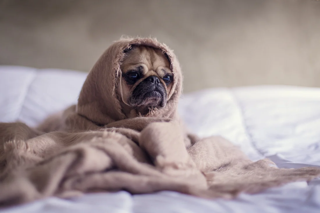 South Bend Reports Spike in Canine Respiratory Disease